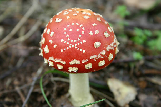 Cogumelo venenoso com o símbolo de perigo